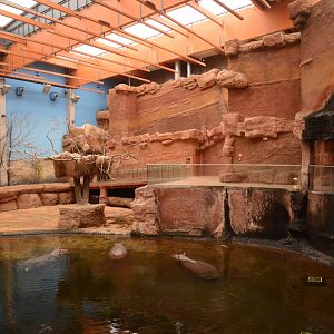 Afrykarium - Common Hippo enclosure