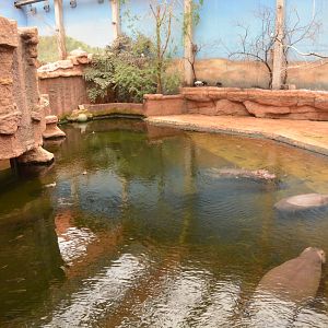 Afrykarium - Common Hippo enclosure