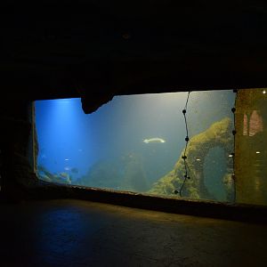 Afrykarium - Mozambique Channel tank