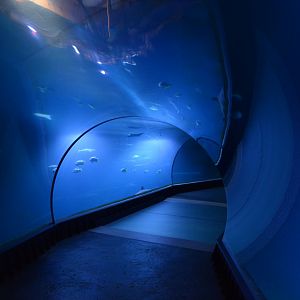 Afrykarium - Mozambique Channel tank