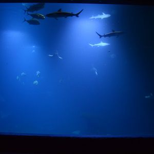 Afrykarium - Mozambique Channel tank