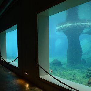 Afrykarium - African Penguin underwater view