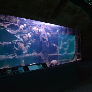 Afrykarium - Moray Eel tank