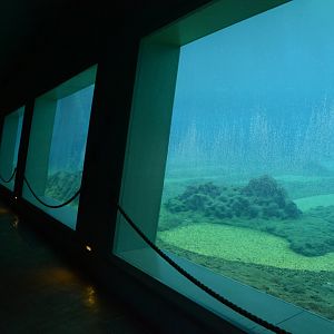 Afrykarium - S-African Fur Seal underwater view