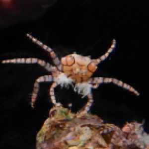 Pom-Pom Crab