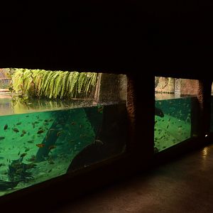 Afrykarium - Nile Crocodile enclosure