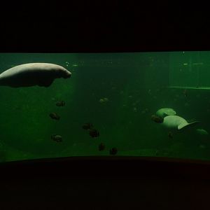 Afrykarium - Manatee tank