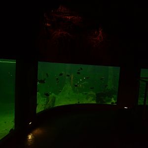 Afrykarium - Manatee tank