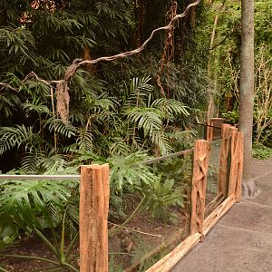 Afrykarium - Black-and-rufous Sengi enclosure