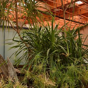 Afrykarium - African swamp