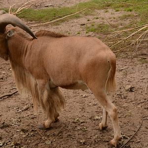 Libyan Barbary Sheep