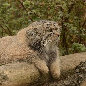 Manul