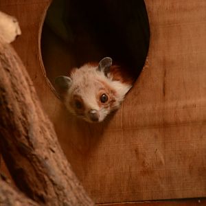 Red-and-white Flying Squirrel
