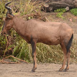 Kaama Hartebeest