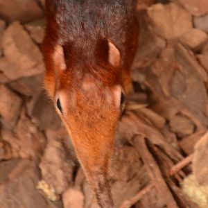 Black-and-rufous Sengi