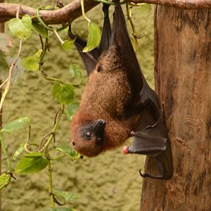 Madagascar Flying Fox