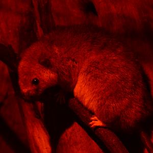 White-tailed Antsangy