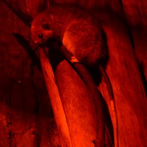 White-tailed Antsangy