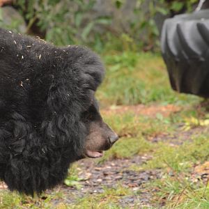 Asian Black Bear