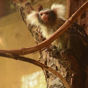 Santarem Marmoset