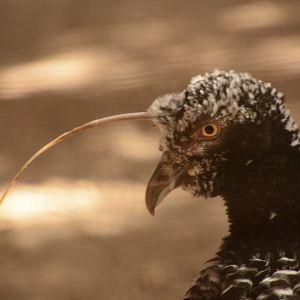 Horned Screamer