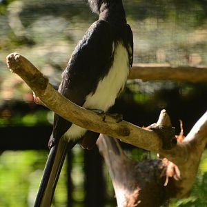 Western Pied Hornbill