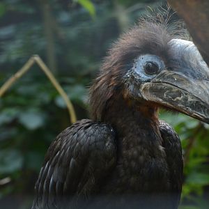 Black-casqued Hornbill youngster