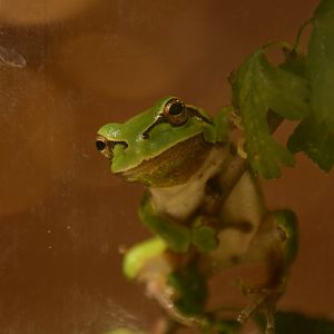 European Tree Frog
