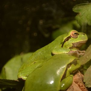 European Tree Frog