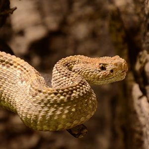Aruba Rattlesnake