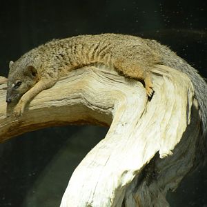 Narrow-striped Mongoose