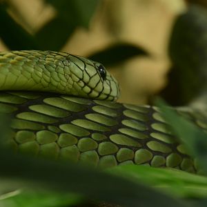 Green Mamba