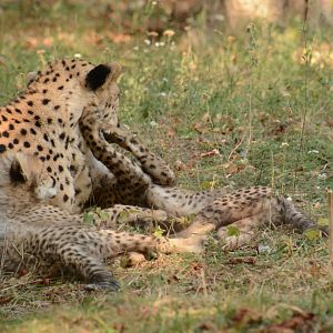 Cheetah youngsters