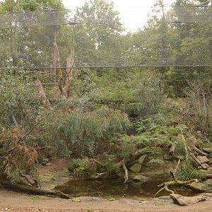 new Swift Parrot aviary