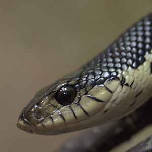 Madagascar hog-nosed snake