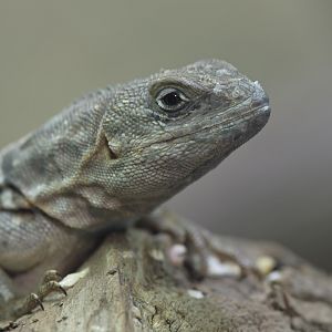 Merrem's Madagascar swift