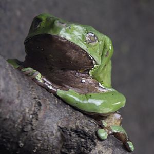 Giant waxy monkey frog