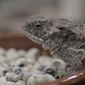 Regal horned lizard