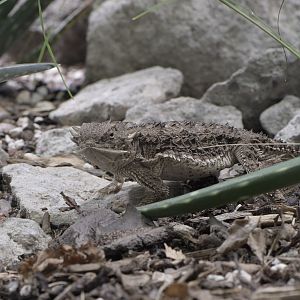 Regal horned lizard