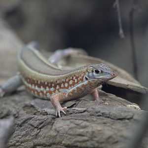 Peter's keeled cordylid