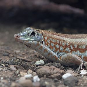 Peter's keeled cordylid