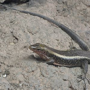 Western girdled lizard