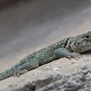 Eastern collared lizard