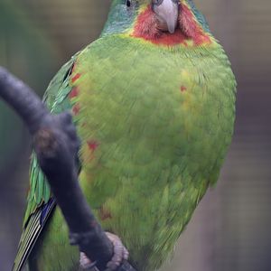 Swift parakeet