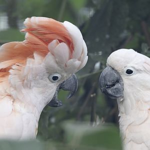 Moluccan cockatoos