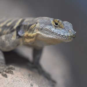 Baja California rock lizard