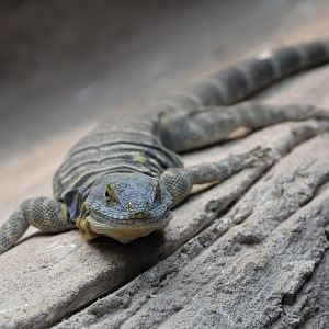 Baja California rock lizard