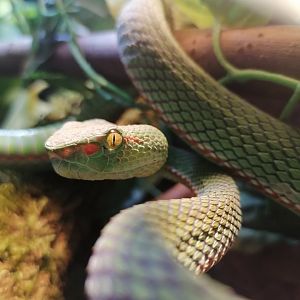 Gumprecht's green pit-viper (Trimeresurus gumprechti)