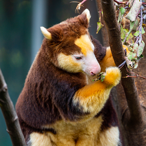 Puzzle the female Matschie's Tree Kangaroo