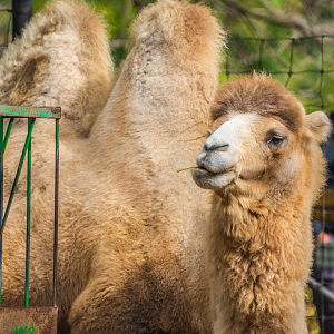 Zip the male Bactrian Camel